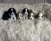 Cocker Spaniel (Working)