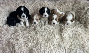 Mixed Breed