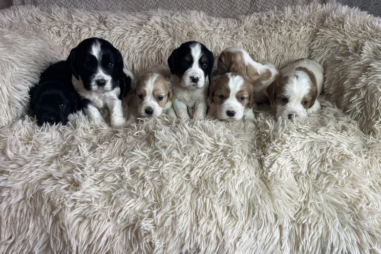 Cocker Spaniel (Working)