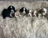 Cocker Spaniel (Working)
