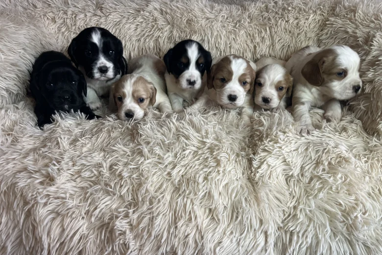 Cocker Spaniel (Working)