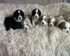 Cocker Spaniel (Working)