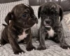 Mixed Breed