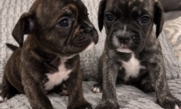 Mixed Breed
