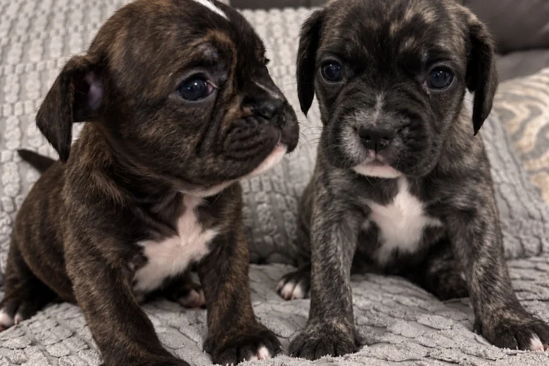 Mixed Breed
