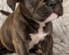 Mixed Breed
