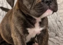 Puppy 1