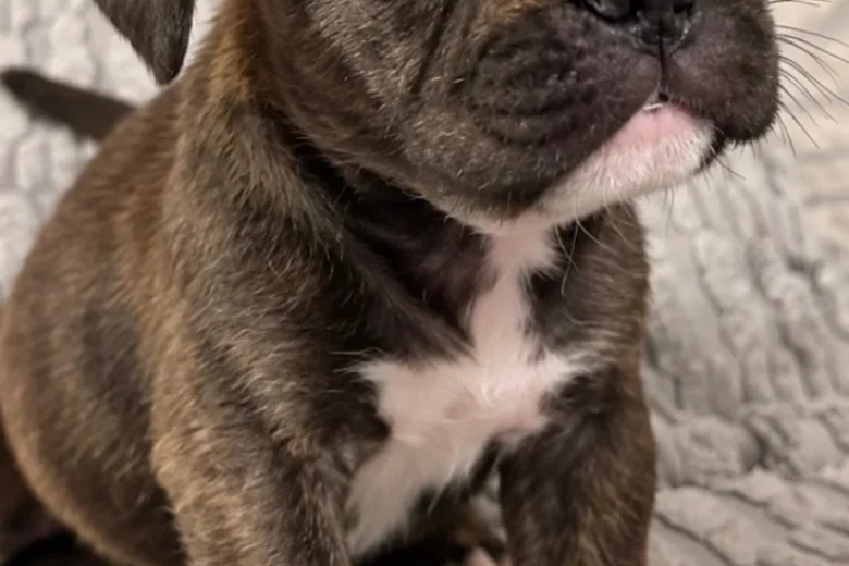 Mixed Breed