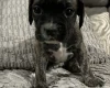 Mixed Breed