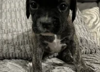 Puppy 2
