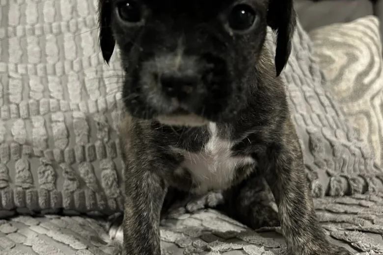 Mixed Breed