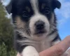 Mixed Breed
