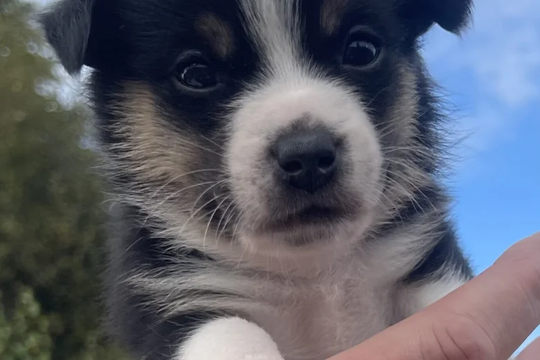 Mixed Breed