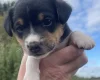 Mixed Breed