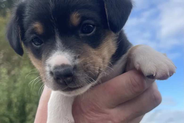 Mixed Breed