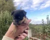 Mixed Breed