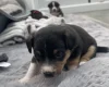 Mixed Breed