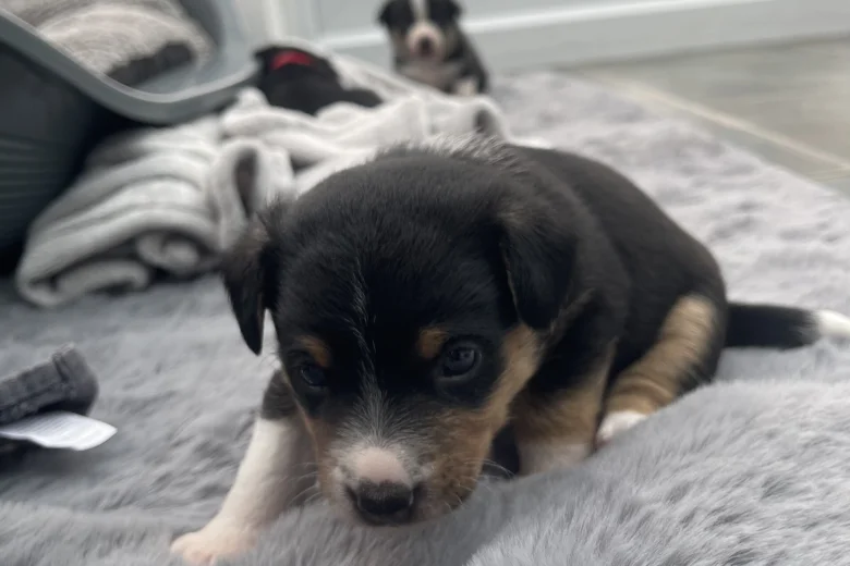 Mixed Breed