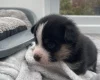 Mixed Breed