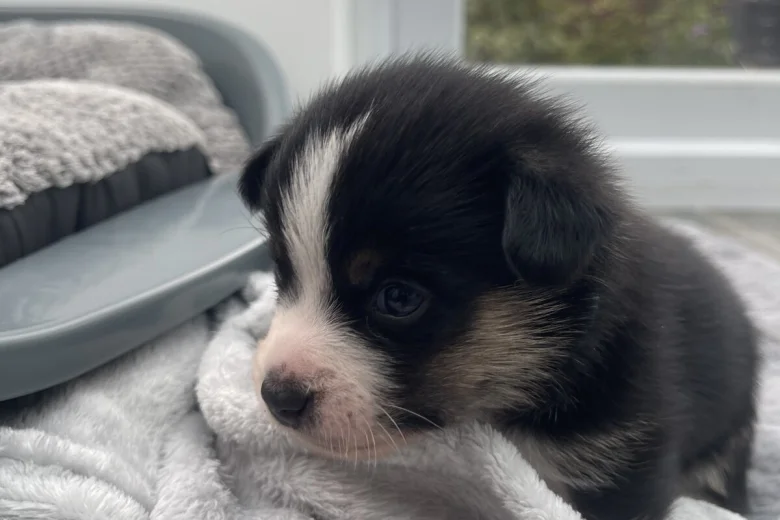 Mixed Breed