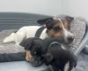 Mixed Breed