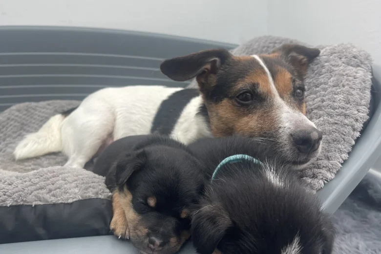 Mixed Breed