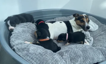 Mixed Breed