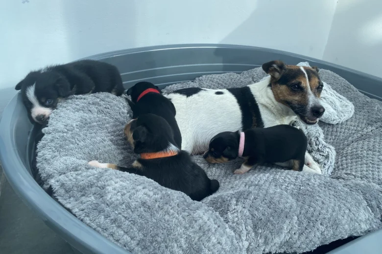 Mixed Breed