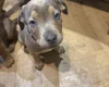 Mixed Breed