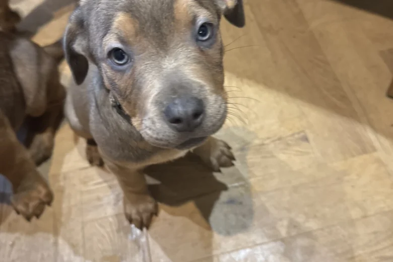 Mixed Breed