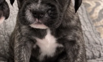 Mixed Breed