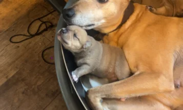 Mixed Breed