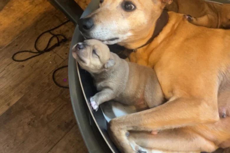 Mixed Breed