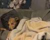 Mixed Breed