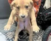 Mixed Breed