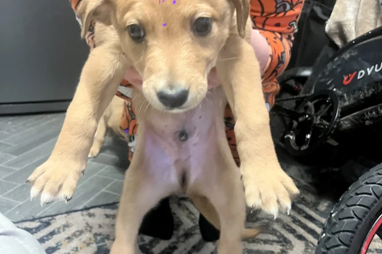 Mixed Breed