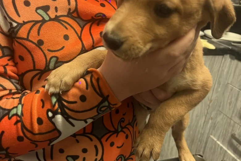 Mixed Breed