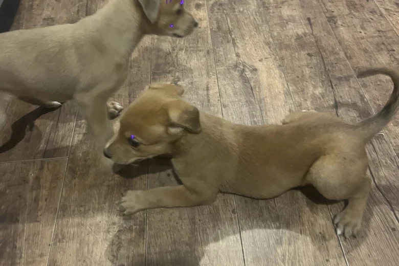 Mixed Breed