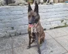 Mixed Breed