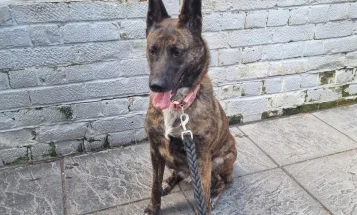Mixed Breed