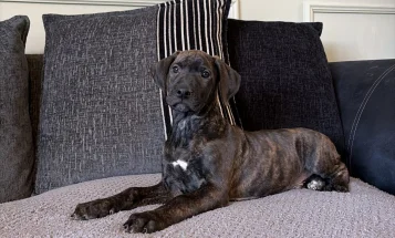 Mixed Breed