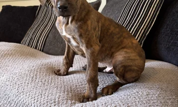 Mixed Breed