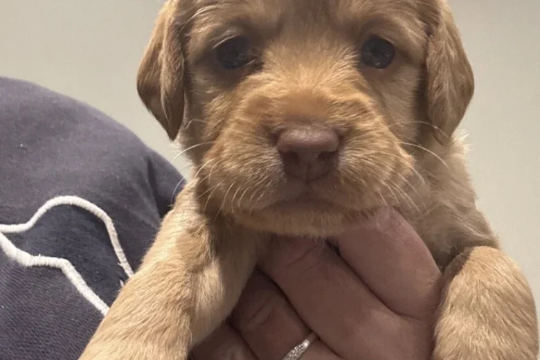 Mixed Breed