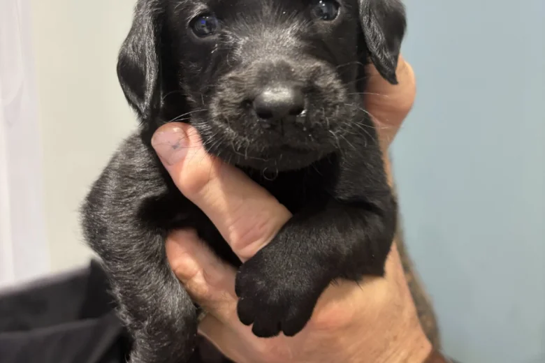 Mixed Breed