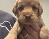 Mixed Breed