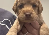 Puppy 1