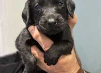 Puppy 2