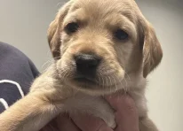 Puppy 3