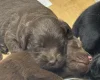 Mixed Breed