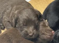Puppy 4